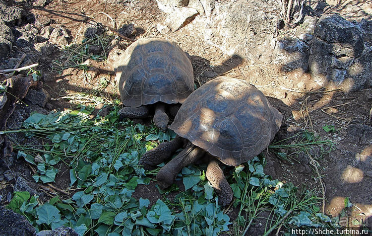 Исследовательская станция Чарльза Дарвина