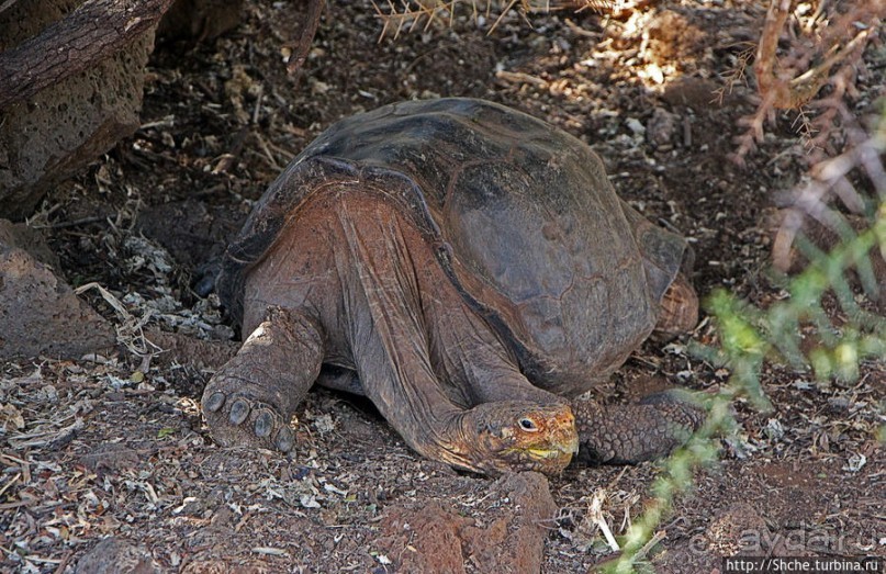 Исследовательская станция Чарльза Дарвина
