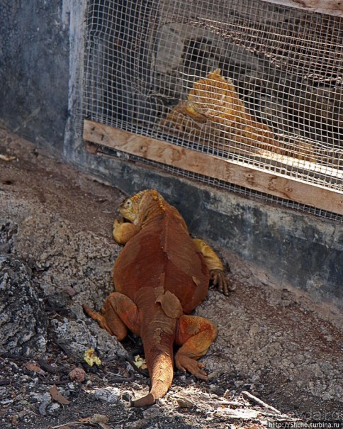 Исследовательская станция Чарльза Дарвина
