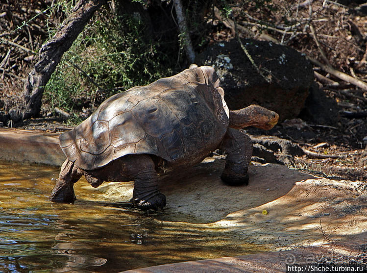 Исследовательская станция Чарльза Дарвина