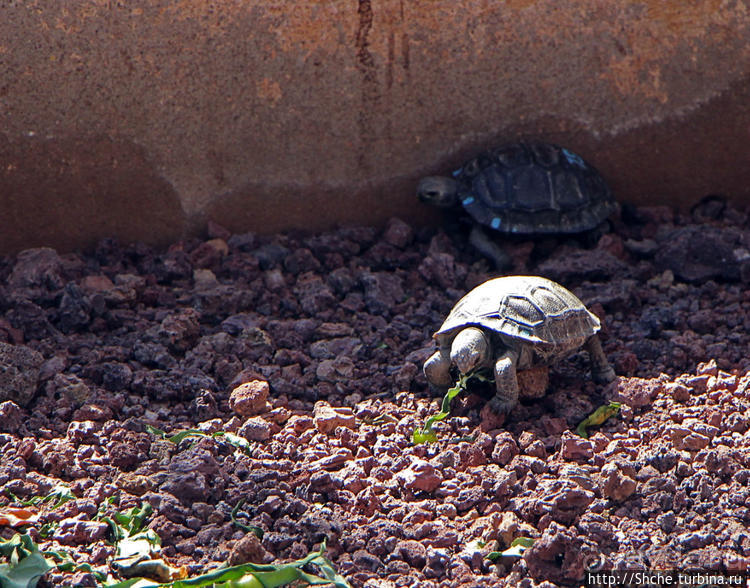Исследовательская станция Чарльза Дарвина