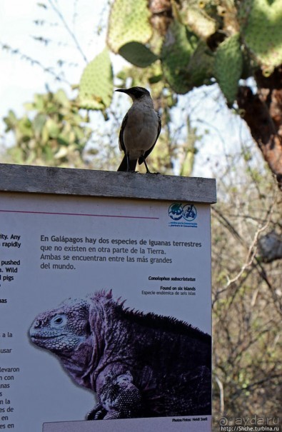 Исследовательская станция Чарльза Дарвина