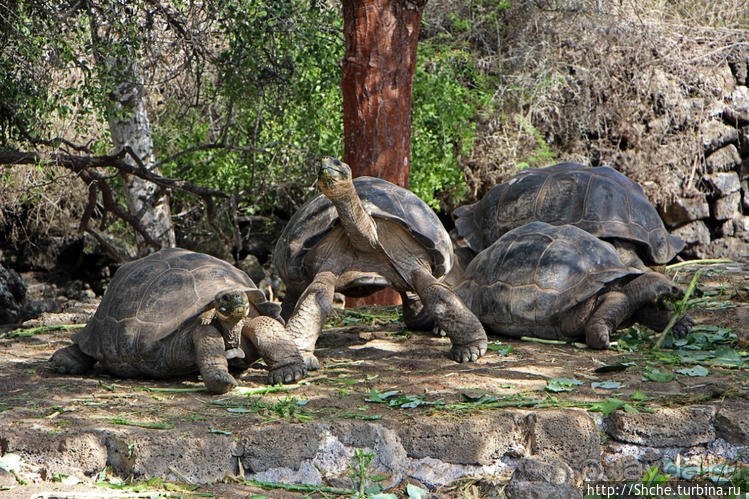 Исследовательская станция Чарльза Дарвина