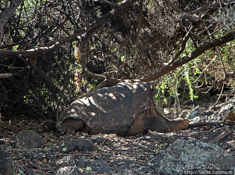 Исследовательская станция Чарльза Дарвина