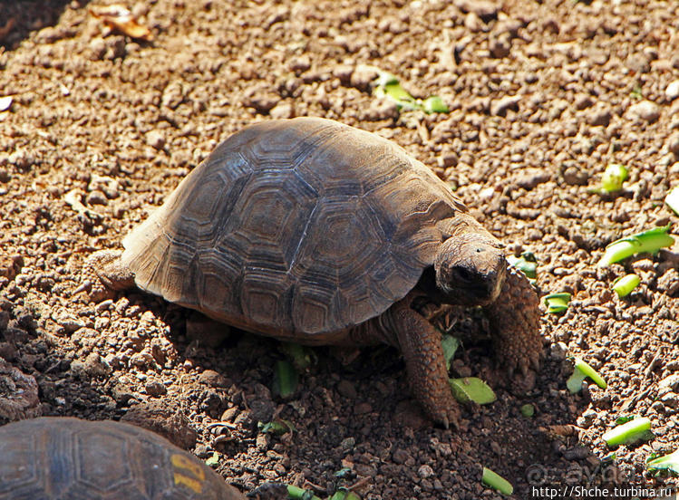 Исследовательская станция Чарльза Дарвина
