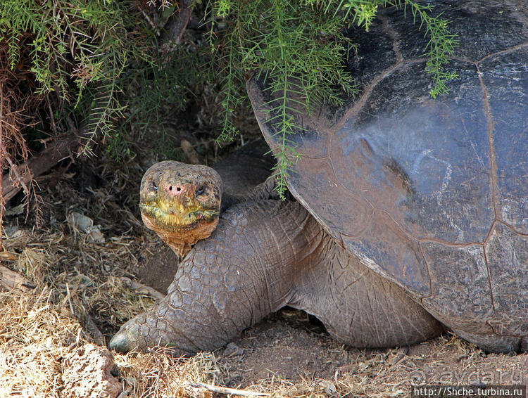 Исследовательская станция Чарльза Дарвина