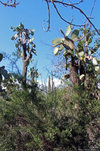 Исследовательская станция Чарльза Дарвина