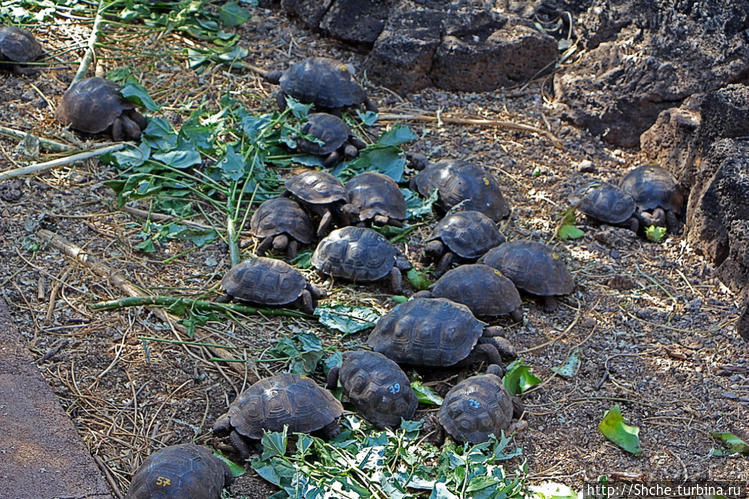 Исследовательская станция Чарльза Дарвина