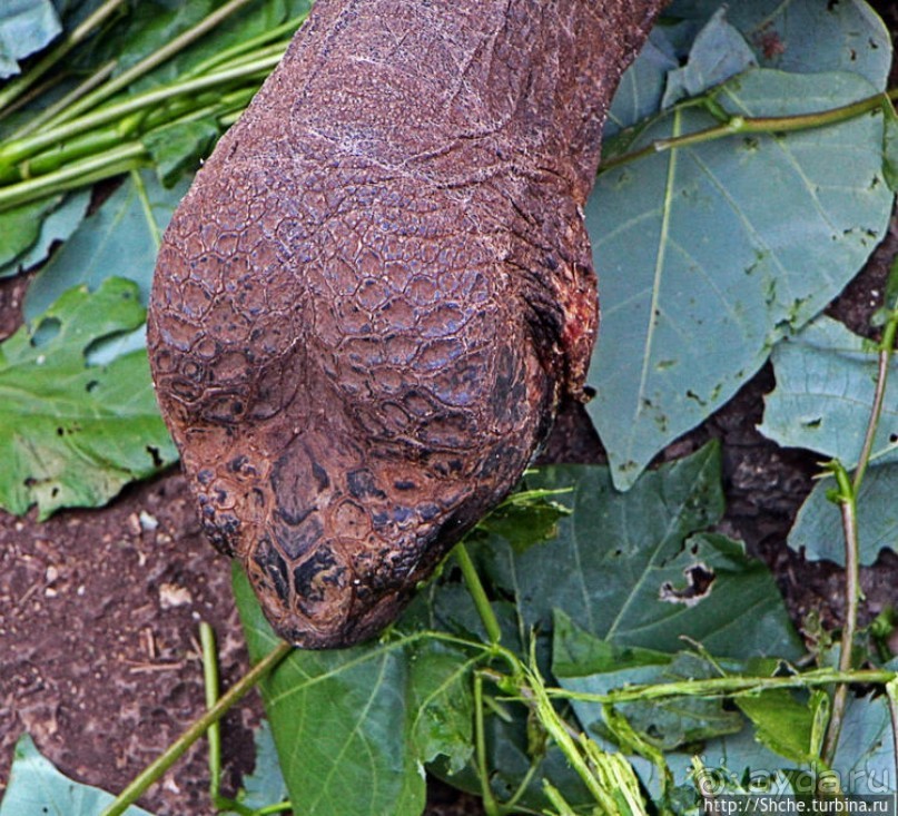 Исследовательская станция Чарльза Дарвина
