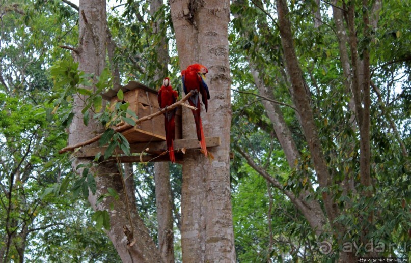 Копан — центр майянского царства Шукууп