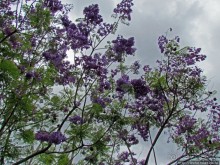 Частный заповедник для знакомства с фауной Мадагаскара