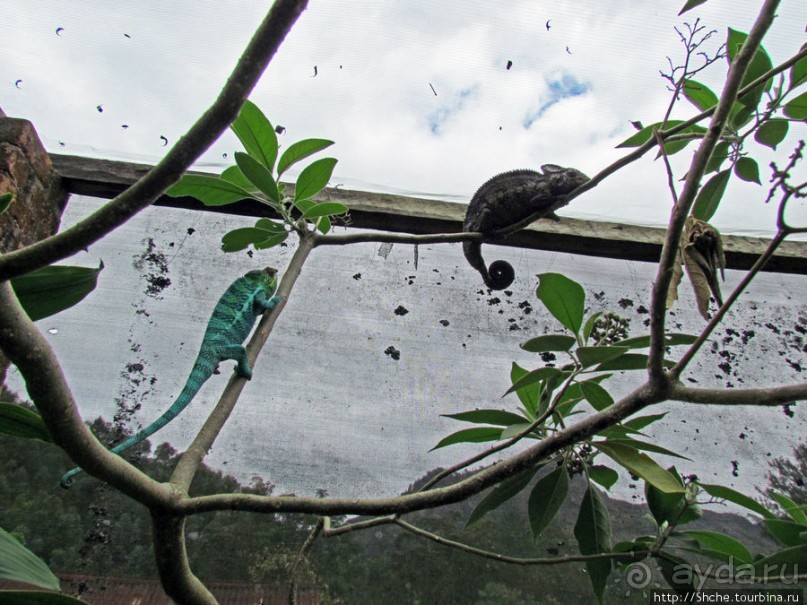 Частный заповедник для знакомства с фауной Мадагаскара