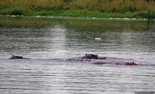 Виктория-Нил: паромная переправа и первые бегемоты