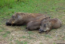 Виктория-Нил: паромная переправа и первые бегемоты