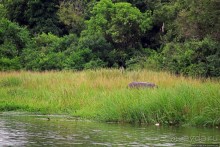 Виктория-Нил: паромная переправа и первые бегемоты