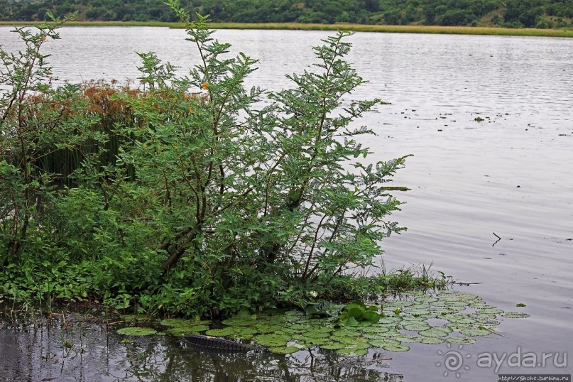Виктория-Нил: паромная переправа и первые бегемоты