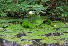 Виктория-Нил: паромная переправа и первые бегемоты