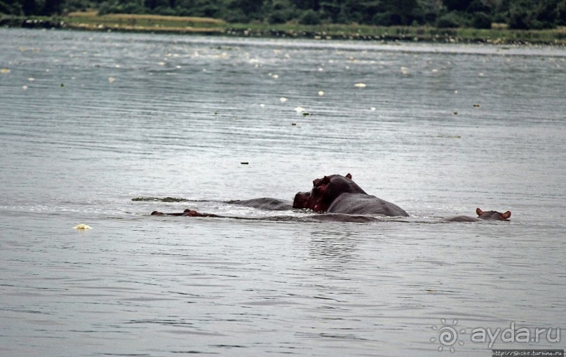 Виктория-Нил: паромная переправа и первые бегемоты