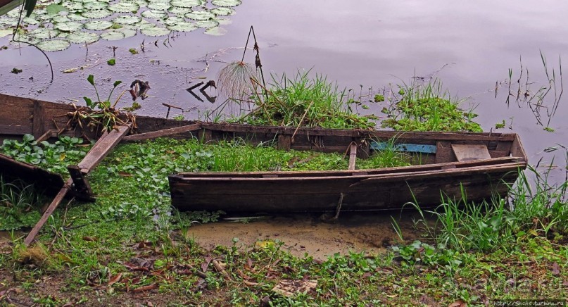 Виктория-Нил: паромная переправа и первые бегемоты