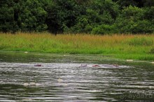 Виктория-Нил: паромная переправа и первые бегемоты