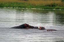 Виктория-Нил: паромная переправа и первые бегемоты