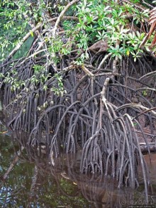 В дельте Ориноко