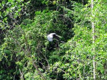 В дельте Ориноко