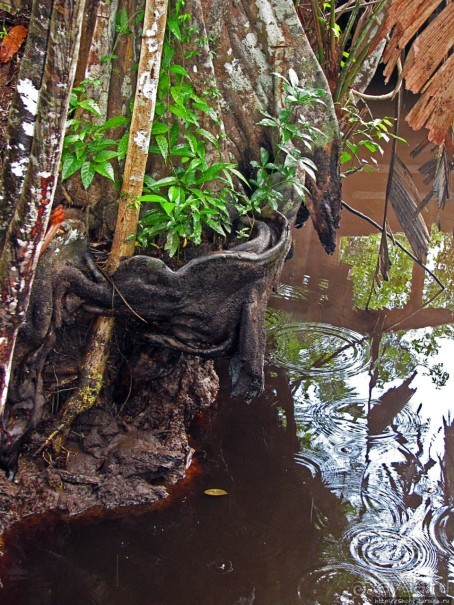 В дельте Ориноко