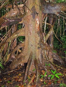 В дельте Ориноко