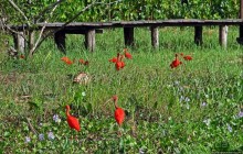 В дельте Ориноко