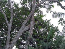 В дельте Ориноко