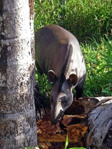 В дельте Ориноко