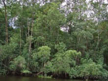 В дельте Ориноко