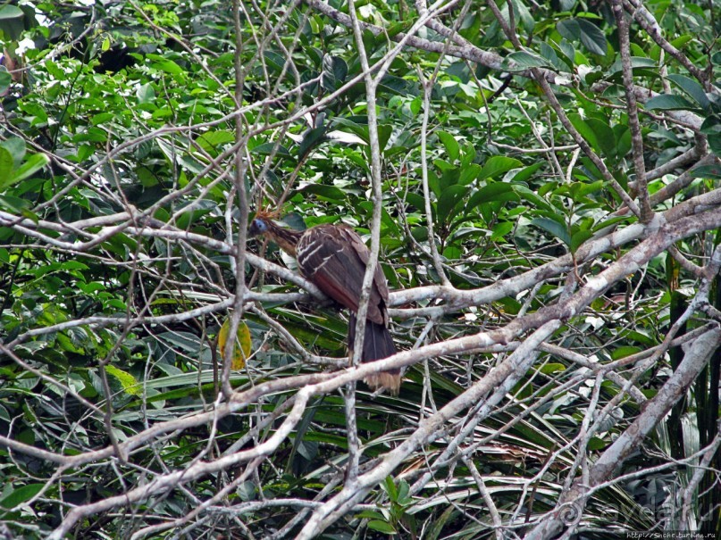 В дельте Ориноко