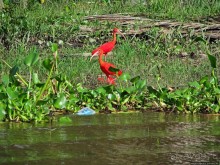 В дельте Ориноко