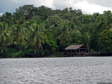 В дельте Ориноко