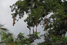 В дельте Ориноко