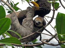 В дельте Ориноко