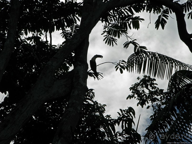 В дельте Ориноко