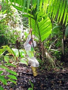 В дельте Ориноко