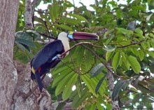 В дельте Ориноко