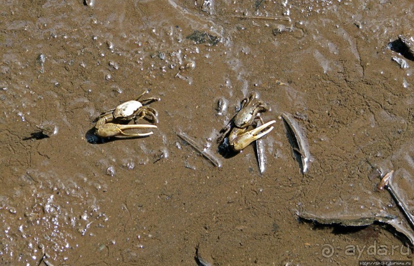 В дельте Ориноко