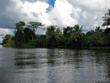 В дельте Ориноко