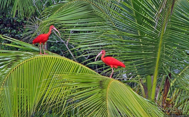 В дельте Ориноко