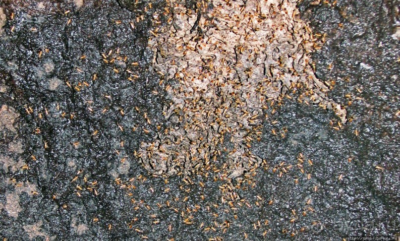 В дельте Ориноко