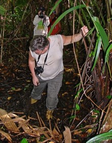 В дельте Ориноко