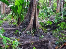 В дельте Ориноко