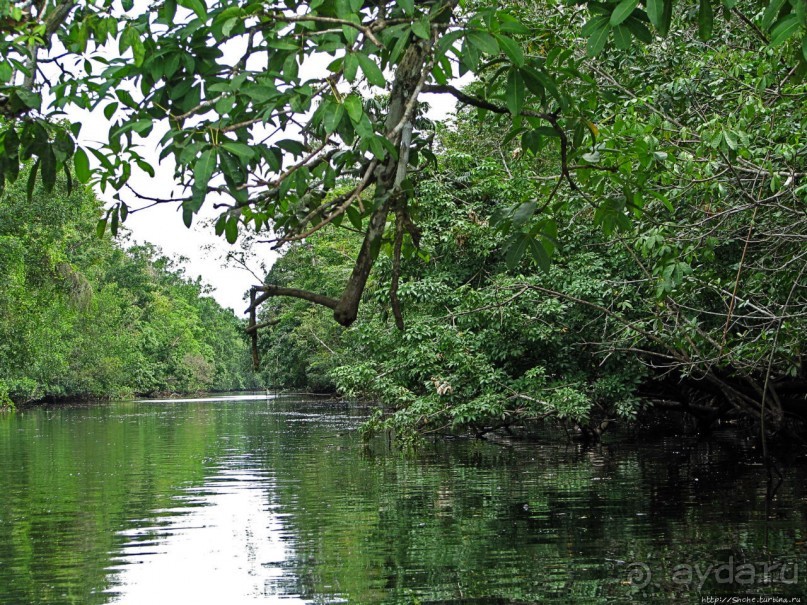 В дельте Ориноко