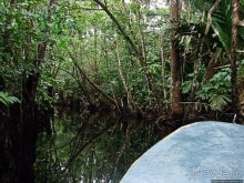 В дельте Ориноко