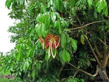 В дельте Ориноко